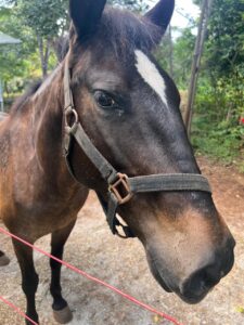 Panchita the Healing Horse